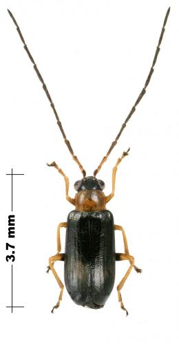 Réf. 189 009 : Luperus flavipes